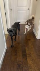 Reunited Male Dog last seen Egypt Ln, near Research Forest Dr (close to the Target and Home Depot), The Woodlands, TX 77534