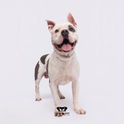 Shelter Stray Male Dog last seen , 3607 N Armenia Ave, Tampa, FL 33607, USA