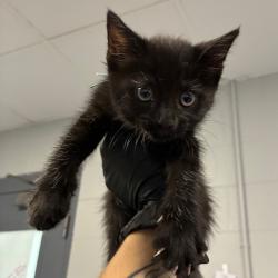 Shelter Stray Male Cat last seen , 328 Furman Hall Rd, Greenville, SC 29609, USA