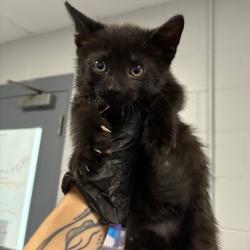 Shelter Stray Female Cat last seen , 328 Furman Hall Rd, Greenville, SC 29609, USA