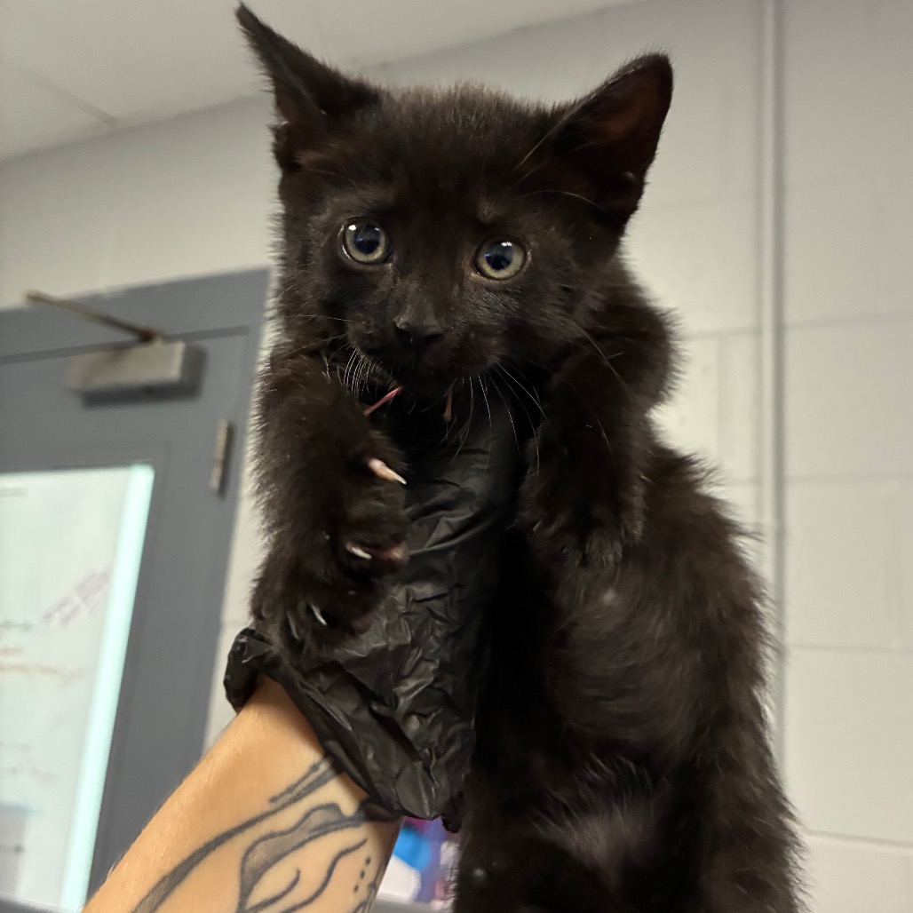 Shelter Stray Female Cat last seen , 328 Furman Hall Rd, Greenville, SC 29609, USA