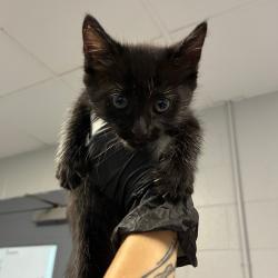 Shelter Stray Female Cat last seen , 328 Furman Hall Rd, Greenville, SC 29609, USA