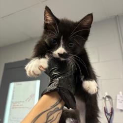 Shelter Stray Female Cat last seen , 328 Furman Hall Rd, Greenville, SC 29609, USA