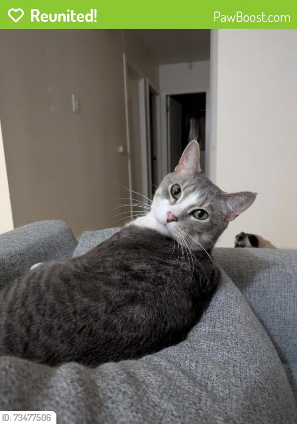 Reunited Male Cat last seen Renfrew Pool and Fitness Centre, Calgary, AB T2E 1C9