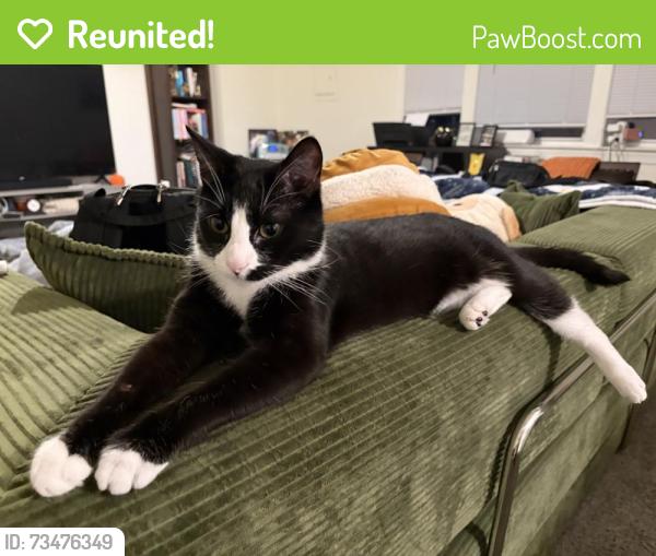 Reunited Male Cat last seen Woodlake Village apmts, Midlothian, VA 23112