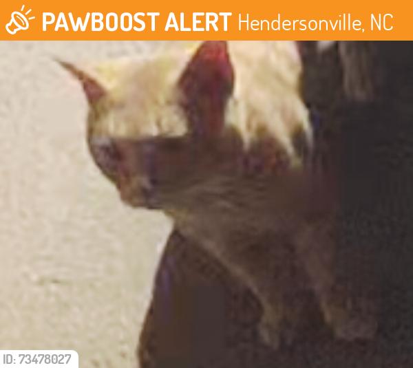 Found/Stray Unknown Cat last seen Sandy Hill Lane, Hendersonville, NC 28792