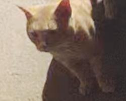 Found/Stray Unknown Cat last seen Sandy Hill Lane, Hendersonville, NC 28792