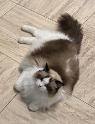 Reunited Male Cat last seen Near Bounty Ln, Jericho NY 11753, Jericho, NY 11753