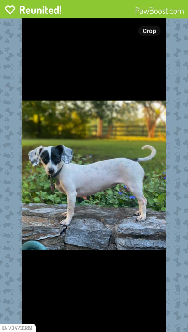 Reunited Female Dog last seen Near Tilthammer Mill Rd, Boyce, VA 22620