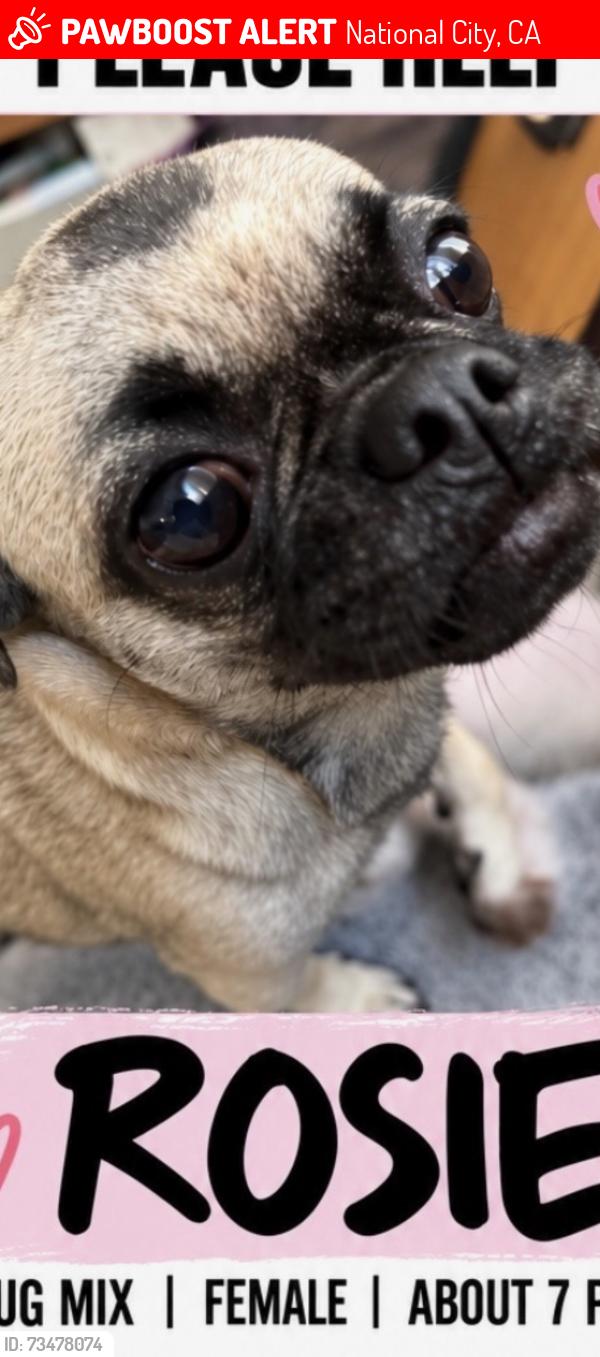 Lost Female Dog last seen Plaza blvd at the 7-eleven, National City, CA 91950