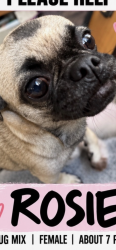 Lost Female Dog last seen Plaza blvd at the 7-eleven, National City, CA 91950
