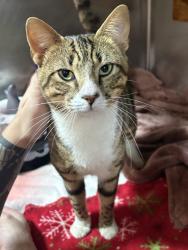 Found/Stray Male Cat last seen W Jackson street, West Pensacola, FL 32506