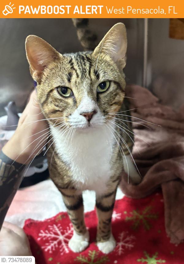 Found/Stray Male Cat last seen W Jackson street, West Pensacola, FL 32506