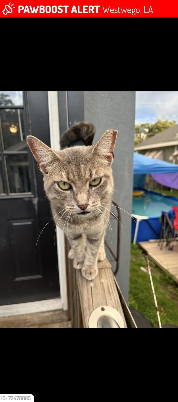 Lost Female Cat last seen Maple St, Westwego, LA 70094