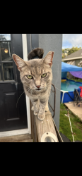 Lost Female Cat last seen Maple St, Westwego, LA 70094