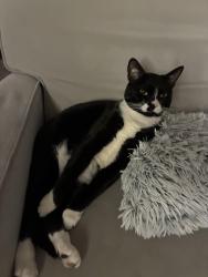 Reunited Male Cat last seen Westlake ace hardware near Rodgers LN, Raleigh, NC 27610