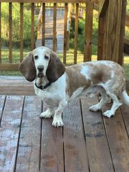 Found/Stray Male Dog last seen Brennen and Clemson- Columbia Cleaners, Forest Acres, SC 29206
