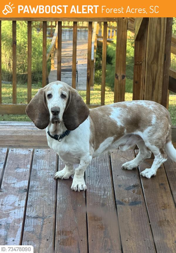 Found/Stray Male Dog last seen Brennen and Clemson- Columbia Cleaners, Forest Acres, SC 29206