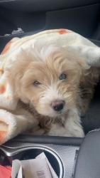 Reunited Male Dog last seen Cheney high school area, Cheney, WA 99004