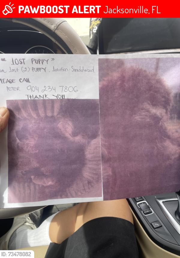 Lost Unknown Dog last seen Alden trace, Jacksonville, FL 32246