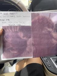 Lost Unknown Dog last seen Alden trace, Jacksonville, FL 32246