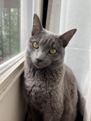 Lost Female Cat last seen Rolling Hills Park, Boonville, MO 65233