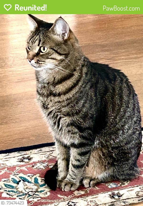 Reunited Male Cat last seen Saginaw St,, Silver Spring, MD 20901