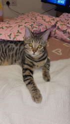 Reunited Male Cat last seen Duke Street kidderminster, Worcestershire, England DY10 2JL