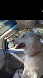 Found/Stray Female Dog last seen Bogan road, pebble brook gas station, Buford, GA 30515