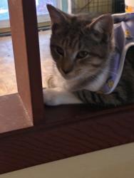 Lost Female Cat last seen Glendale Acres, Fayetteville, NC 28304