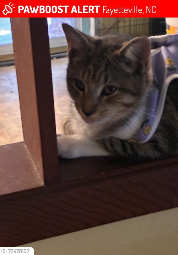 Lost Female Cat last seen Glendale Acres, Fayetteville, NC 28304