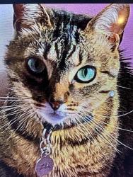 Reunited Male Cat last seen Drysdale avenue, Brenda Ave, Lenora Ave and near Harwood Drive, San Jose, CA 95124
