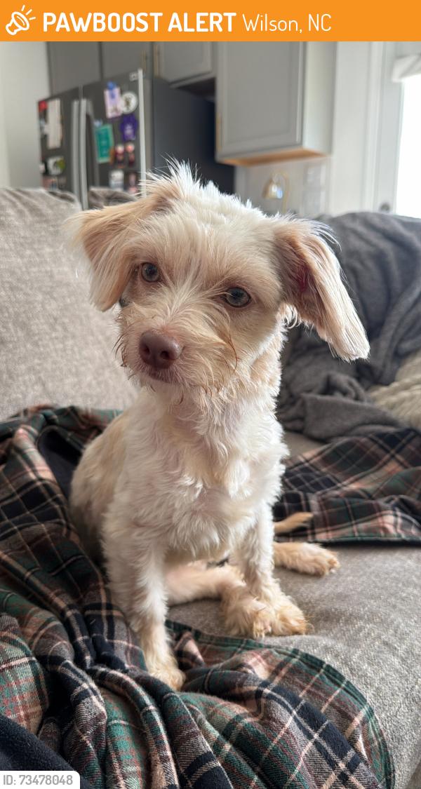 Found/Stray Female Dog last seen Barton College, Wilson, NC 27893