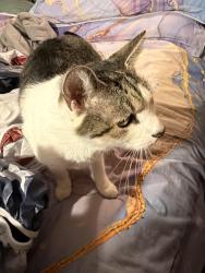 Reunited Male Cat last seen Baboosic Lake Road, Merrimack, NH 03054