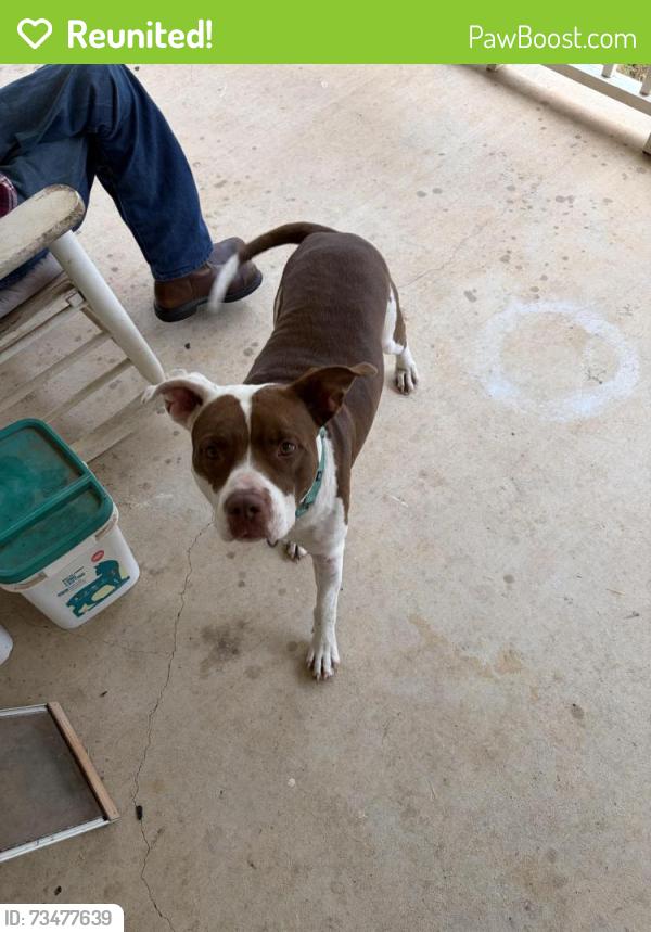 Reunited Male Dog last seen Salt Creek Road neighborhood, Springtown, TX 76082