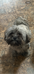 Lost Female Dog last seen Near Kenton st Aurora co., Aurora, CO 80010