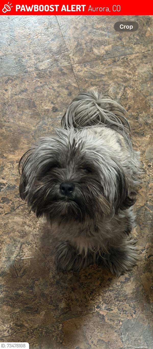 Lost Female Dog last seen Near Kenton st Aurora co., Aurora, CO 80010