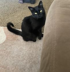 Lost Female Cat last seen Lebanon rd & the bike trail, South Lebanon, OH 45065