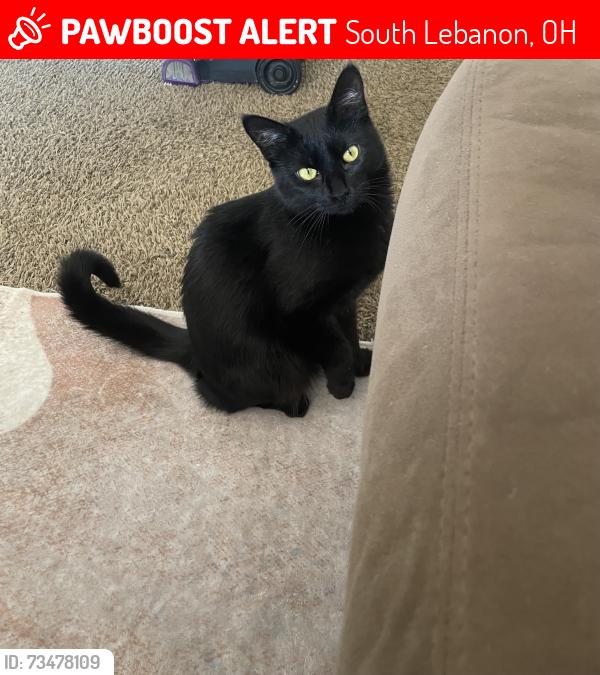 Lost Female Cat last seen Lebanon rd & the bike trail, South Lebanon, OH 45065