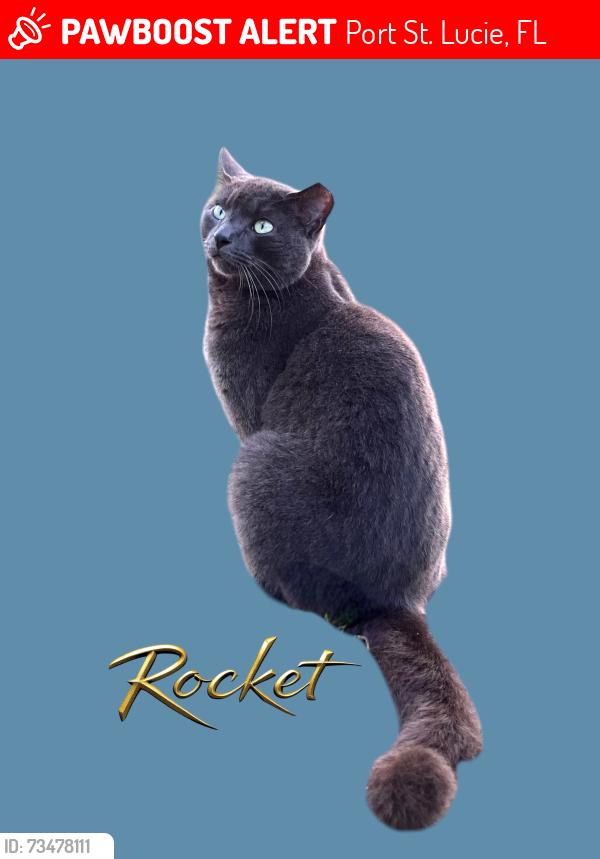 Lost Male Cat last seen Beach Ave port Saint Lucie, Port St. Lucie, FL 34952