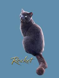 Lost Male Cat last seen Beach Ave port Saint Lucie, Port St. Lucie, FL 34952