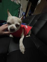 Lost Male Dog last seen Central.and atrisco, Albuquerque, NM 87105