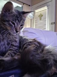 Found/Stray Male Cat last seen S.W Military Dr, San Antonio, TX 78223