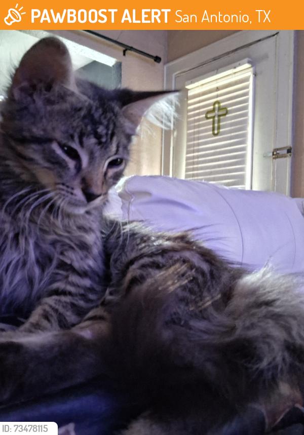 Found/Stray Male Cat last seen S.W Military Dr, San Antonio, TX 78223