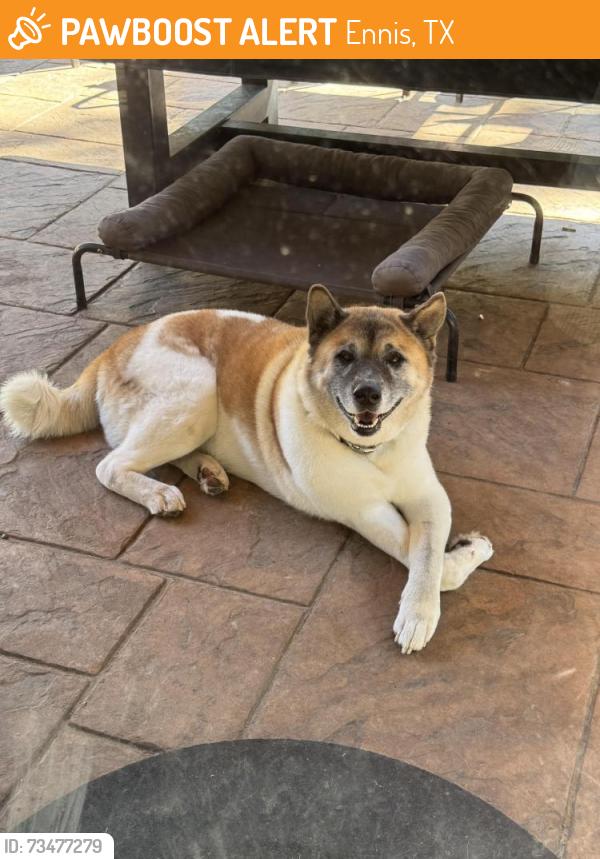 Found/Stray Male Dog last seen Fm85 kemp tx, Ennis, TX 75119
