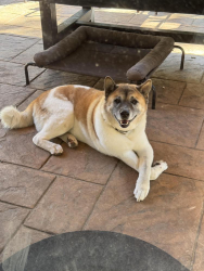 Found/Stray Male Dog last seen Fm85 kemp tx, Ennis, TX 75119