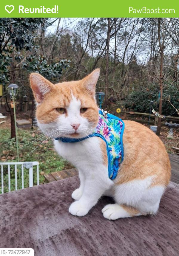 Reunited Male Cat last seen Greenwood St, Villas of Casselberry, Winter Park, Winter Park, FL 32792