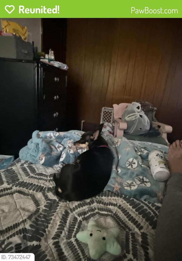 Reunited Female Dog last seen Dale Avenue and 5th Street, Roanoke, VA 24040