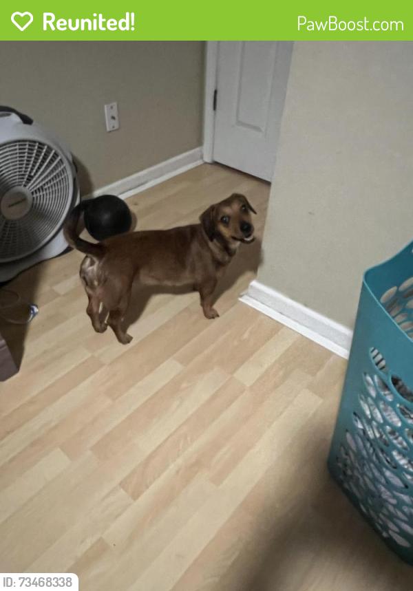 Reunited Unknown Dog last seen McDonald’s, Middleburg, FL 32068