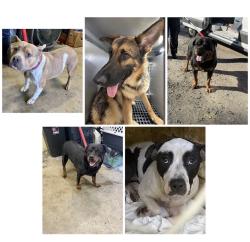 Found/Stray Unknown Dog last seen Gary Animal Control, Gary, IN 46402